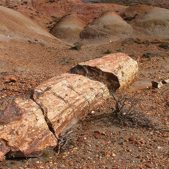 Petrified Forests